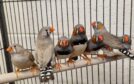 Abercrombie and Finch are a mixed flock of zebra finches.
