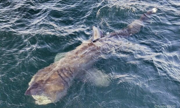Basking shark with its mouth open