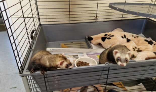 Ferrets Dot and Betty were abandoned in Aberdeen. Image: Scottish SPCA.