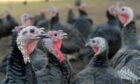 Farmers are predicting a shortage of turkeys this Christmas due to measures in place for the avian flu. Image: Kath Flannery/ DC Thomson.