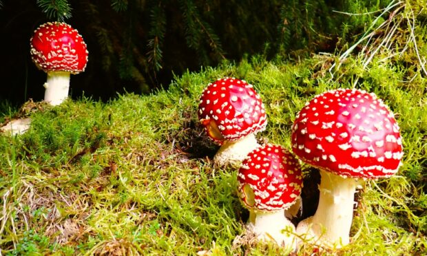 Flyagaric.