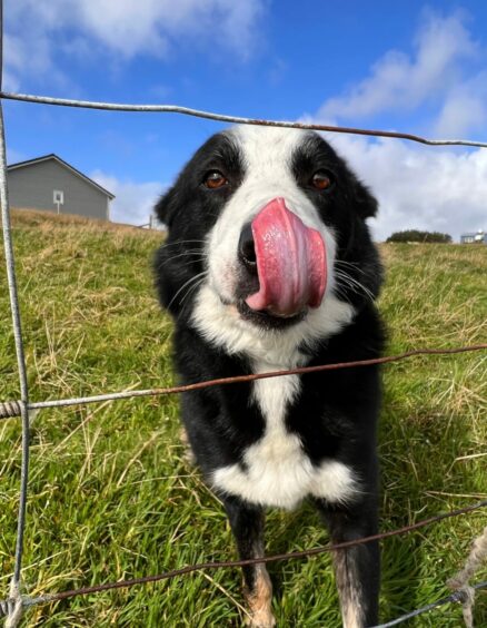 Now, that’s an impressive skill! Dan the border collie chose his own unique pose to adopt when John D Morrison got the camera out in Sand, Shetland.