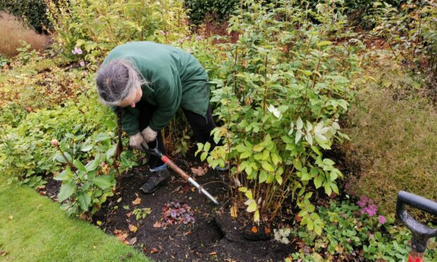 Scott Smith says now is the time to lift and split herbaceous plants. Image: Scott Smith.
