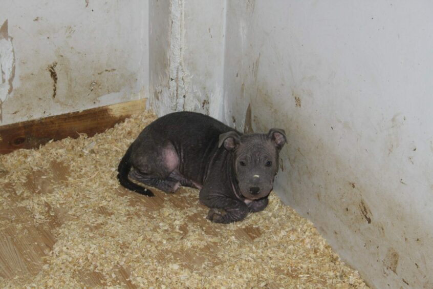 A puppy lying in dirty straw at a Moray puppy farm