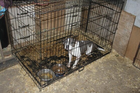 A puppy in a cage at a puppy farm