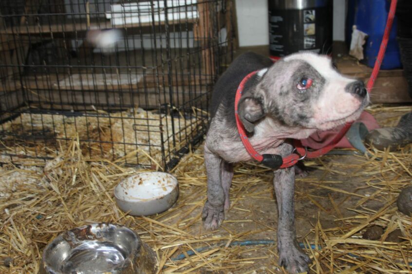 A dog saved from a puppy farm
