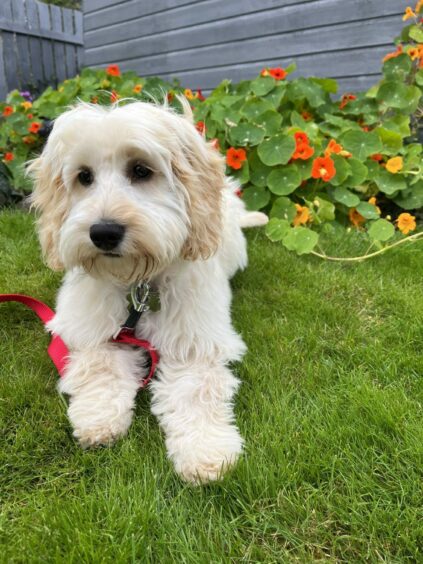 Aptly named Bonnie the 16-week-old cockapoo outshines even the lovely flowers as she soaks up the sun in her great-grandmother’s garden with Scott Adams of Port Elphinstone.