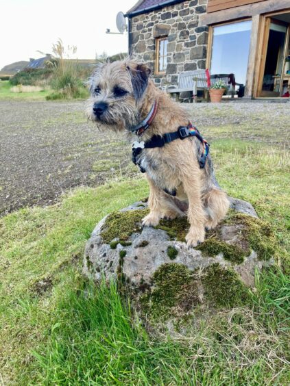 Sula, aged eight months, is snapped on her holiday in Skye by owner Gwyneth Bruce, of Edinburgh.