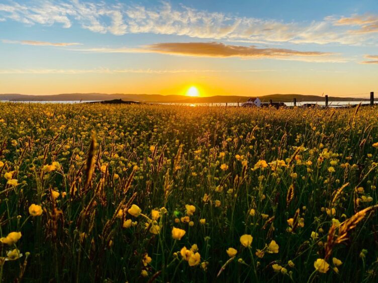 Park full of buttercups on the Shetland island of Whalsay during a golden sunset