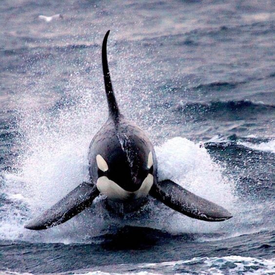 Shetland orca jumping out of the water