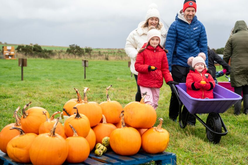 Family pushing wheelbarrow at Udny Pumpkins patch 