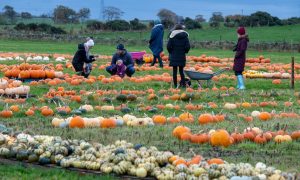 People pumpkin picking at Udny Pumpkins