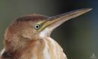 Least Bittern