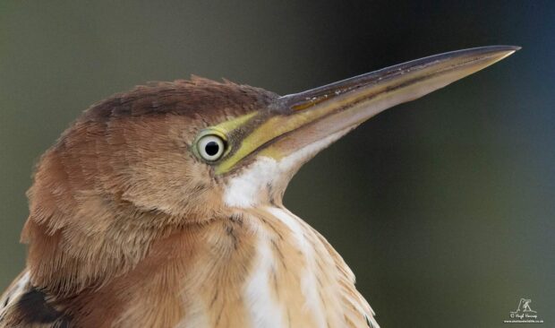 Least Bittern