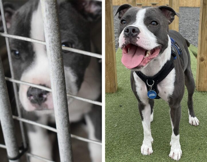 Norman as a puppy at the Moray puppy farm and picture of him now.