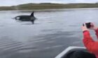Ryan and Sarah Leith off in their rowing boat filming the Shetland orcas