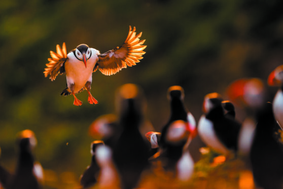 Kevin Morgans has captured many stunning images of puffins in his new book.