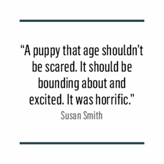 A quote which reads “A puppy that age shouldn't be scared. It should be bounding about and excited. It was horrific,”