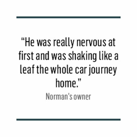 A quote card which reads: He was really nervous at first and was shaking like a leaf the whole car journey home."