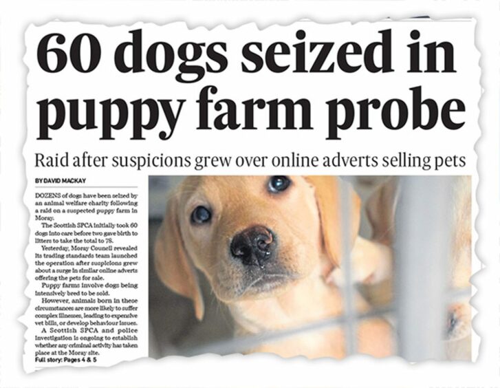 Headline in a newspaper: '60 dogs seized in puppy farm probe'