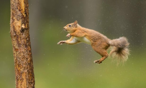 Citizens scientists are being encouraged to record sightings of red squirrels. Image: Trees for Life/ The Big Picture.