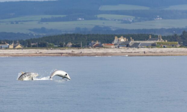 Dolphins at Spey Bay centre jumping out of the sea