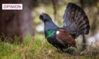 The capercaillie is dwindling in numbers in Scotland (Photo: godi photo/Shutterstock)