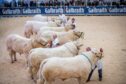 The show of Simmental and Charolais bulls will take place on Sunday February 18. Picture by Wullie Marr/DC Thomson.