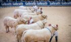The show of Simmental and Charolais bulls will take place on Sunday February 18. Picture by Wullie Marr/DC Thomson.
