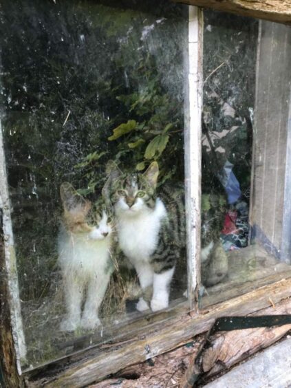 Bingo and Bongo, 12-week-old kittens belonging to Lucy and Sandy Douglas, peek out of a farm building window at Backhill Farm, Kinellar.