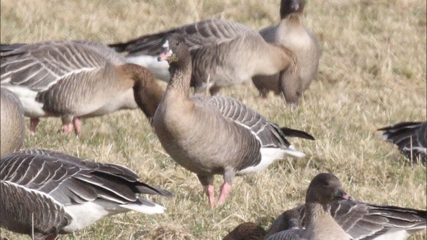 A flock of brown coloured geese