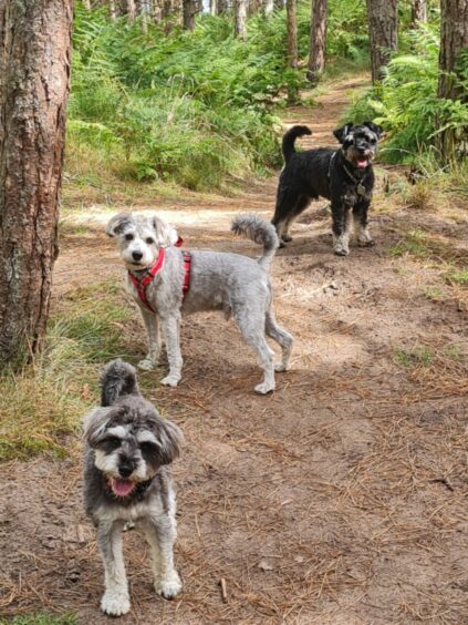 There’s nothing better than a walk with pals for Gizmo, Angus and Charlie. The trio, owned by Eileen Barnett, were enjoying a visit to Kinnaber Woods.
