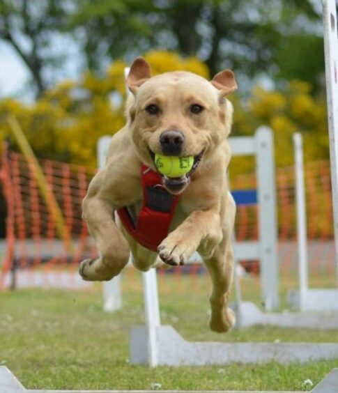 Fox red Labrador Austin soars through the air as he demonstrates his flyball skills. The speedy pooch and his owner Erin Scorgie, from Brechin, only took up the sport recently. They practise weekly at Carnoustie, and Austin is going to Crufts 2023 with the Scottish Junior Flyball Team.