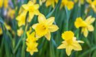 Daffodil stems, leaves and petals could provide a treatment for heart disease.