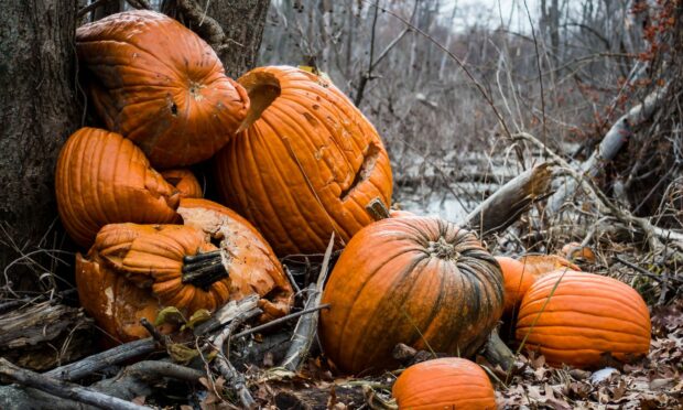 Residents urged not to let edible pumpkin waste end up in landfill. Image: Shutterstock.