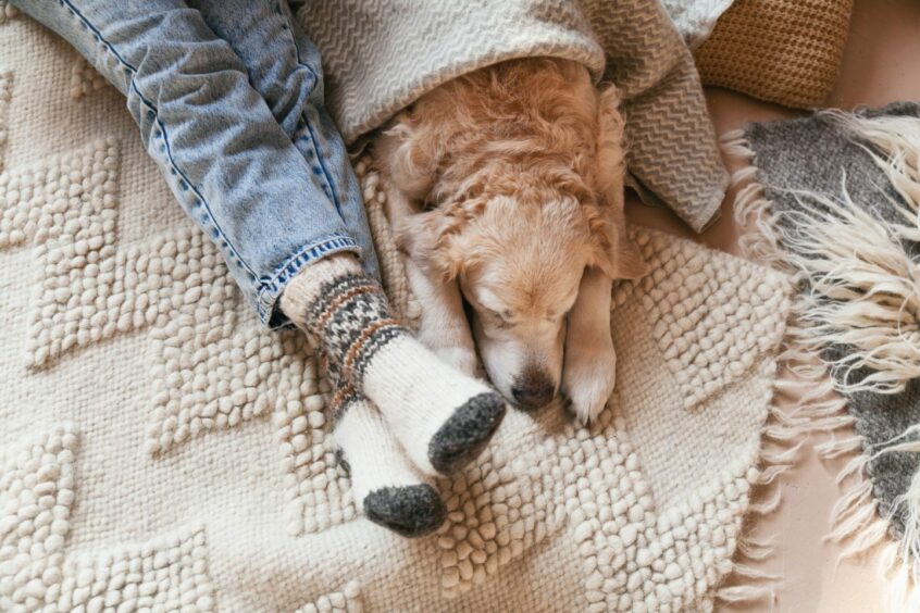 a dog lying next to a person's feet