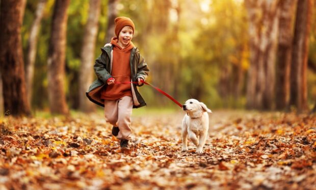 A bag running in the woods with a golden retriever.