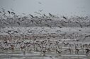 Pink-footed geese like these are among the wild bird species that conservationists fear for this winter amid bird flu concerns. Image: Scottish Wildlife Trust.