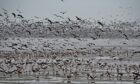 Pink-footed geese like these are among the wild bird species that conservationists fear for this winter amid bird flu concerns. Image: Scottish Wildlife Trust.