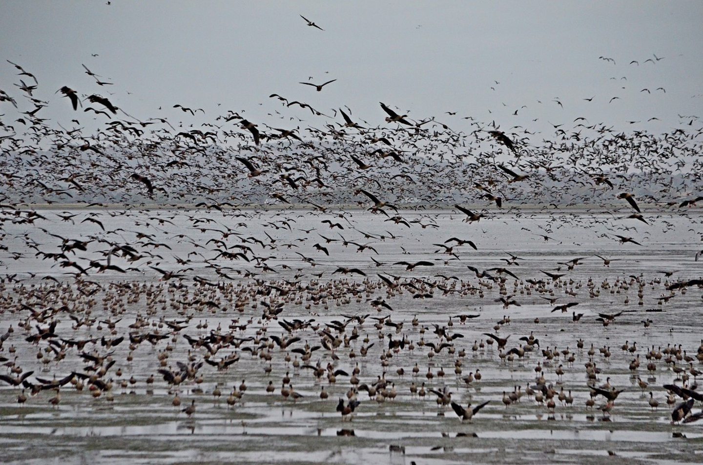 Bird flu: National network set up to monitor migrating geese