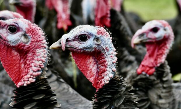 Bird flu is not confined to wild birds, posing a threat to farmed birds including turkeys. Image: Geoffrey Swaine/Shutterstock