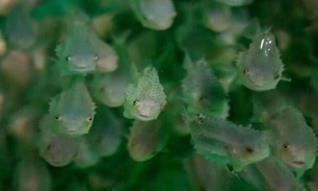 Not all lumpfish are equal - some make better cleaner fish than others. Image: Frame