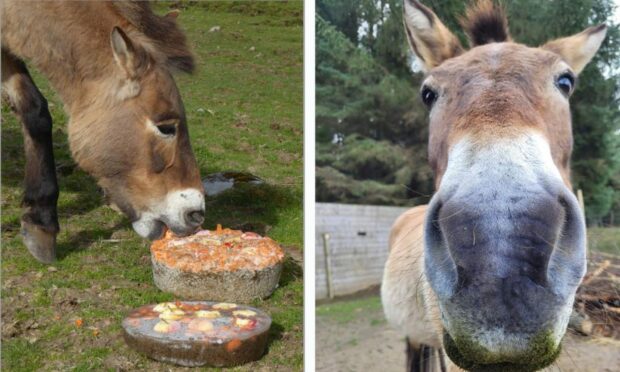 A horse has died at Highland Wildlife Park Image: RZSS.