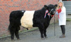 A Belted Galloway Grassknop atBelted Galloway sales