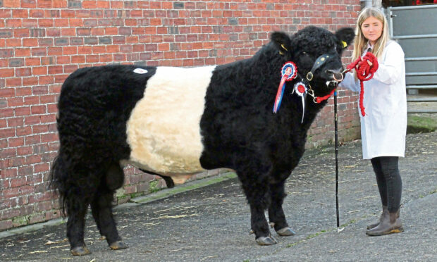 A Belted Galloway Grassknop atBelted Galloway sales