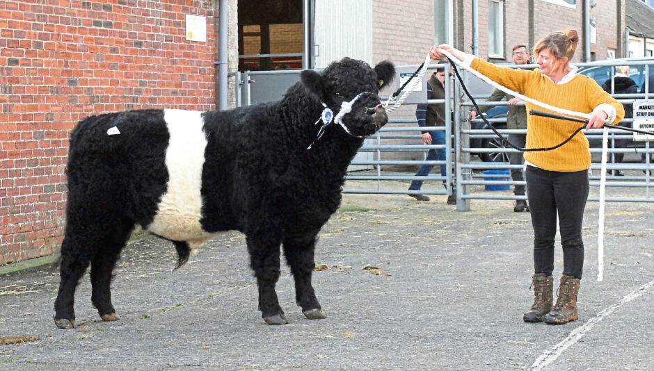 Mochrum Finnigan at the Belted Galloway sales