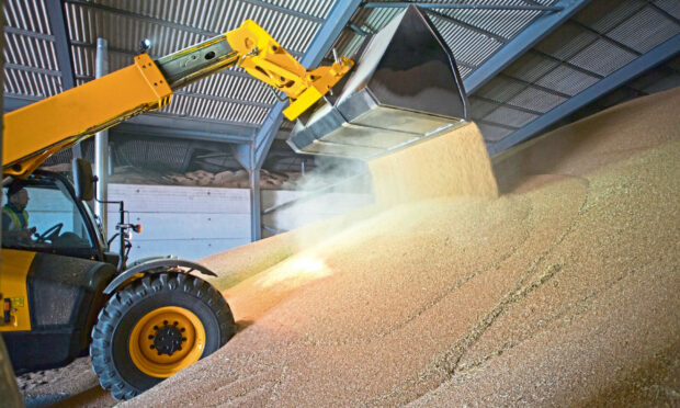 Dumper Truck Unloading Wheat Into Grain Store