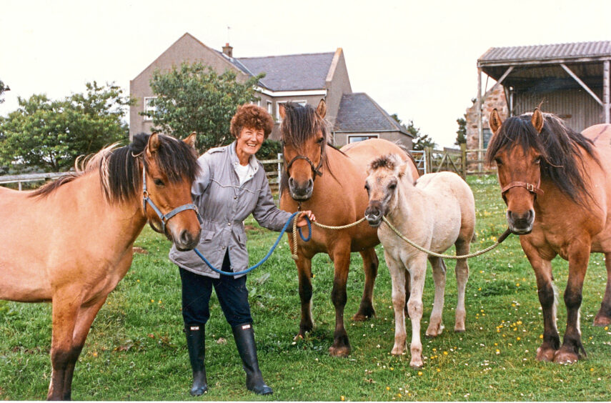 1993 - Highland pony breeder Jean McBain has three generations of Highland ponies on Wynford farm, Kingswells.