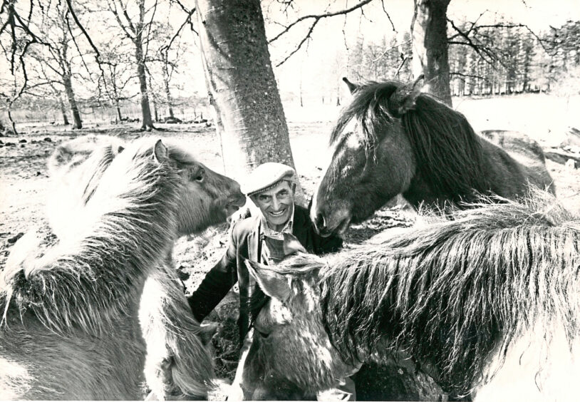 1981 - Pitmedden Gardens handyman Leslie Duguid with some of the rare breed of Highland ponies from the island of Rum.