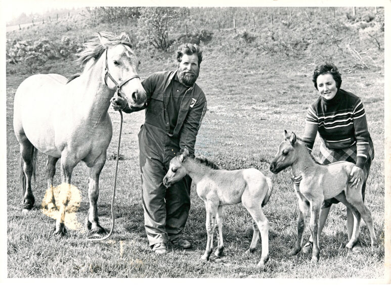 1981 - Charles and Isobel Leslie have their hands full as they care for four-year-old mare Candy and her twins.